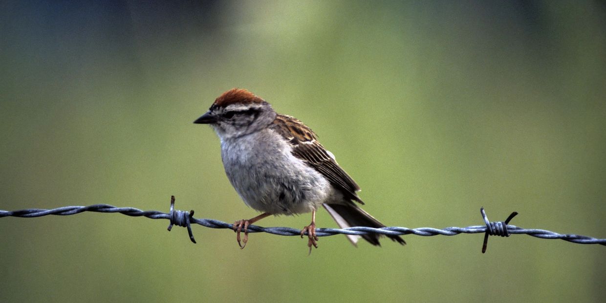 Small bird perched on barbed wire.