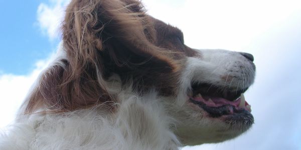 A very happy dog looking into the beautiful blue sky.