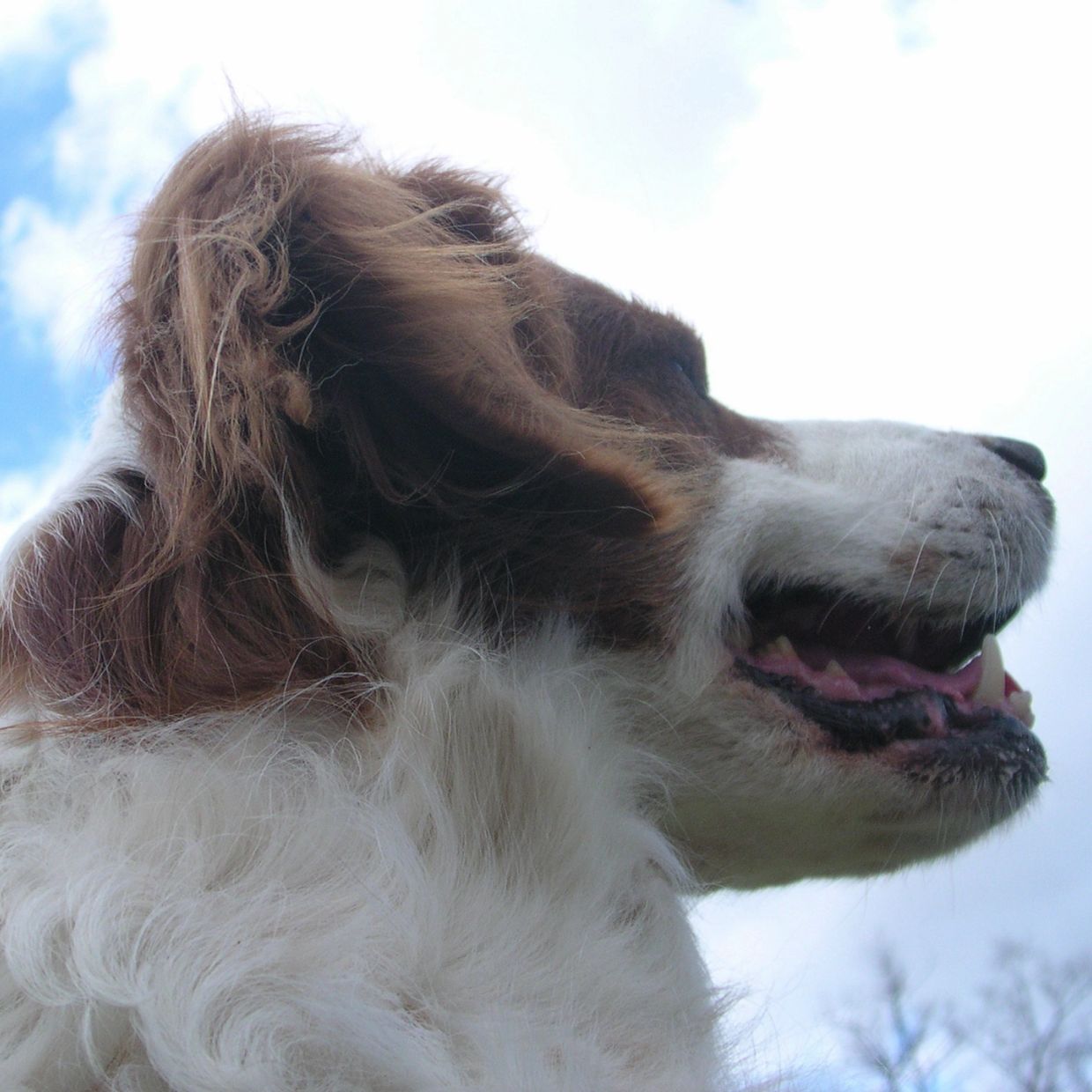 Close-up side view of a happy dog with fluffy fur against a blue sky.