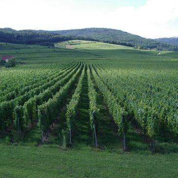 Vast vineyard rows stretching towards green hills under a bright sky.