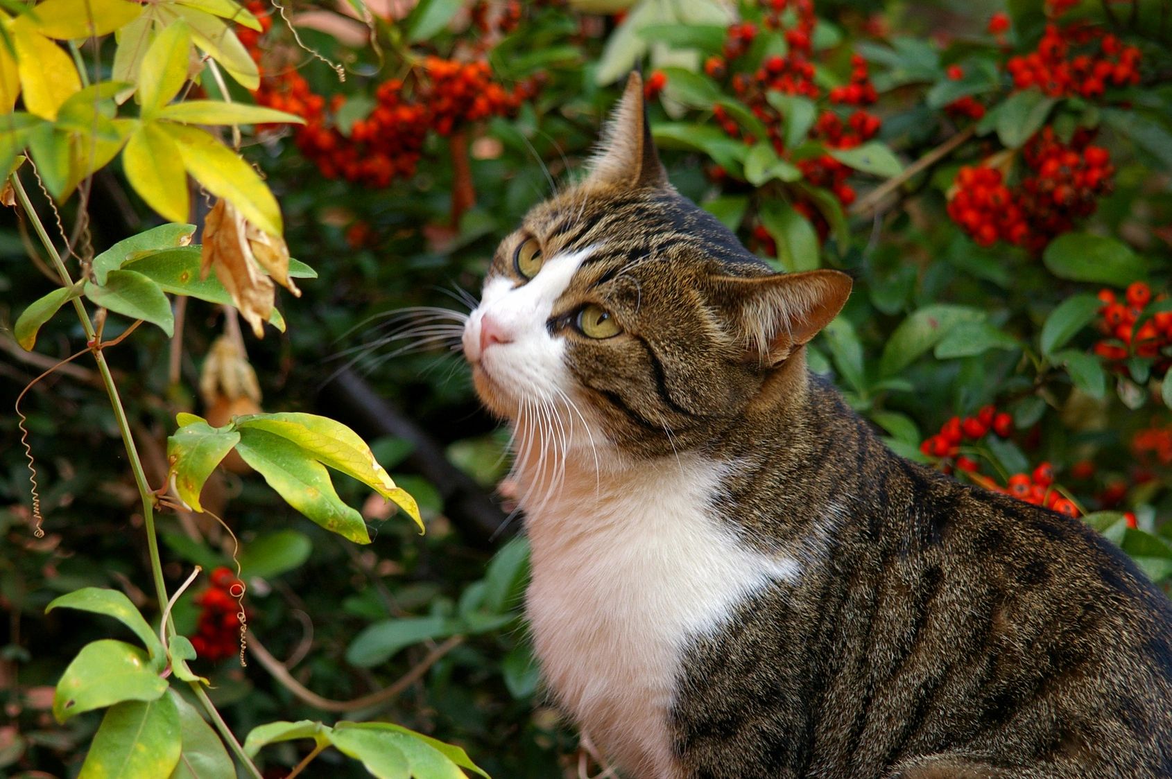 Azalea City Cats