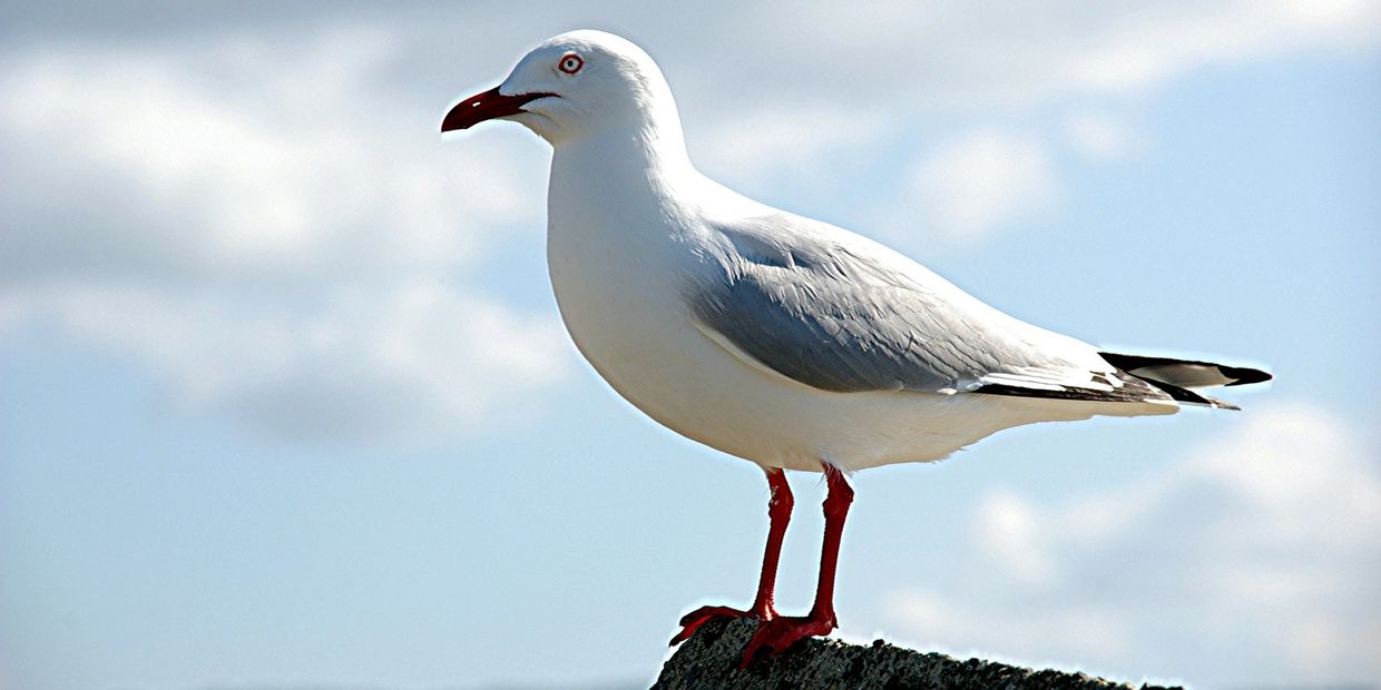 wildlife, Galveston Bay, Boat Rental