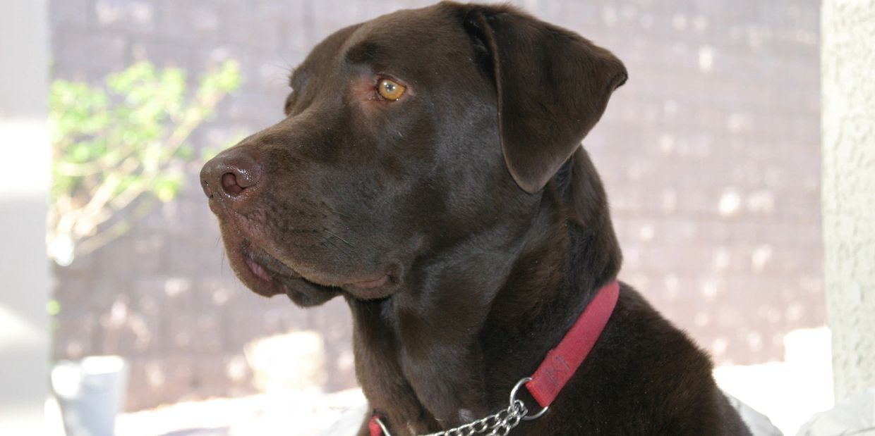 Chocolate Labrador Retriever wearing a red collar looking attentively.