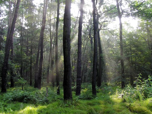 Timber, Timberland, Carolinas, North Carolina, South Carolina