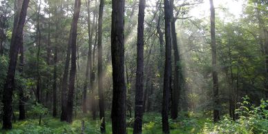 Prescott National Forest  hiking trail