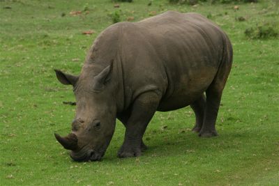 A rhinoceros grazing on green grass in an open field.