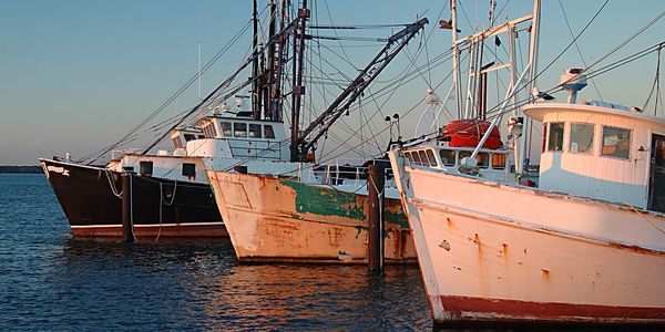Opnieuw moet de visvangst aan banden worden gelegd vanwege voordurende problemen met overvissen.