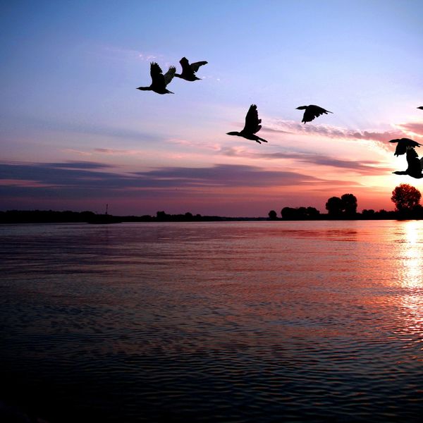 Relaxing sunset with birds