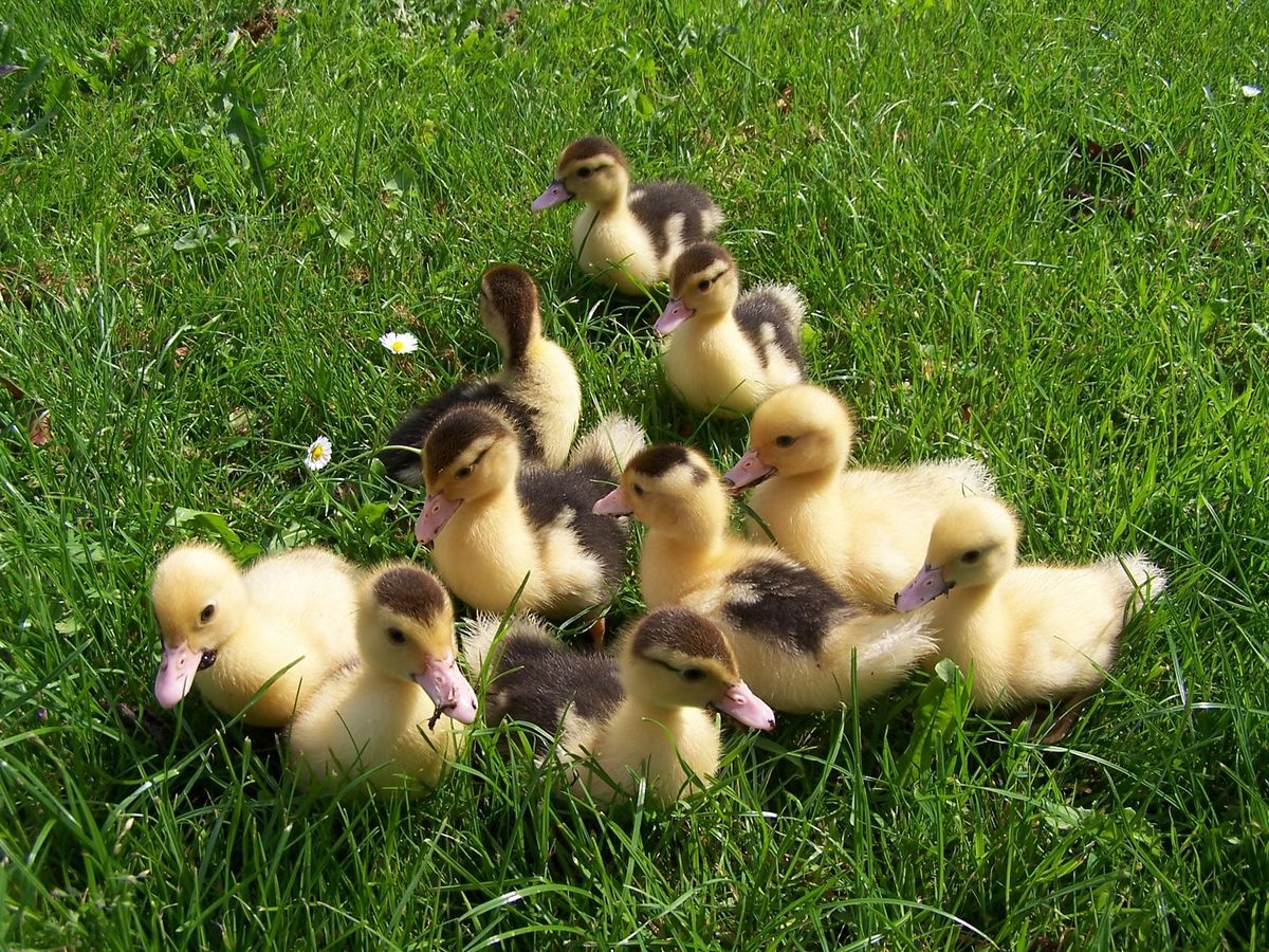 Ancona Duck (4+) Hatching Eggs