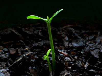 Seedling