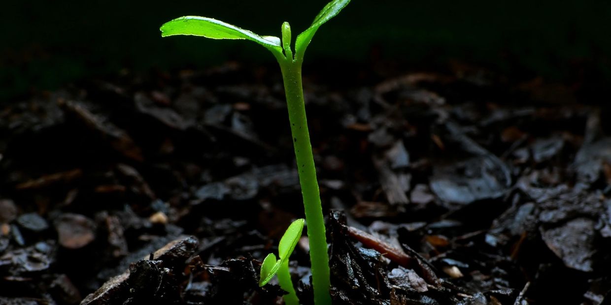 A young green seedling growing from dark soil.