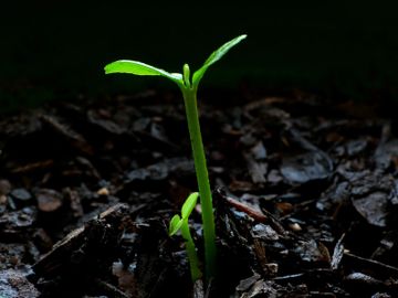 A young green seedling sprouting from dark soil with focused light.