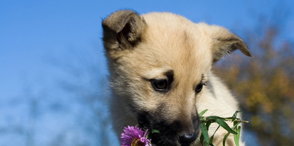 Puppy gently holding a purple flower in its mouth against a clear blue sky.