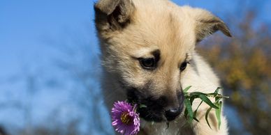 puppy holding flower