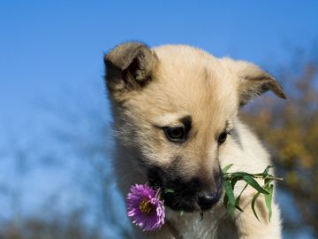 Puppy with flower in his mouth