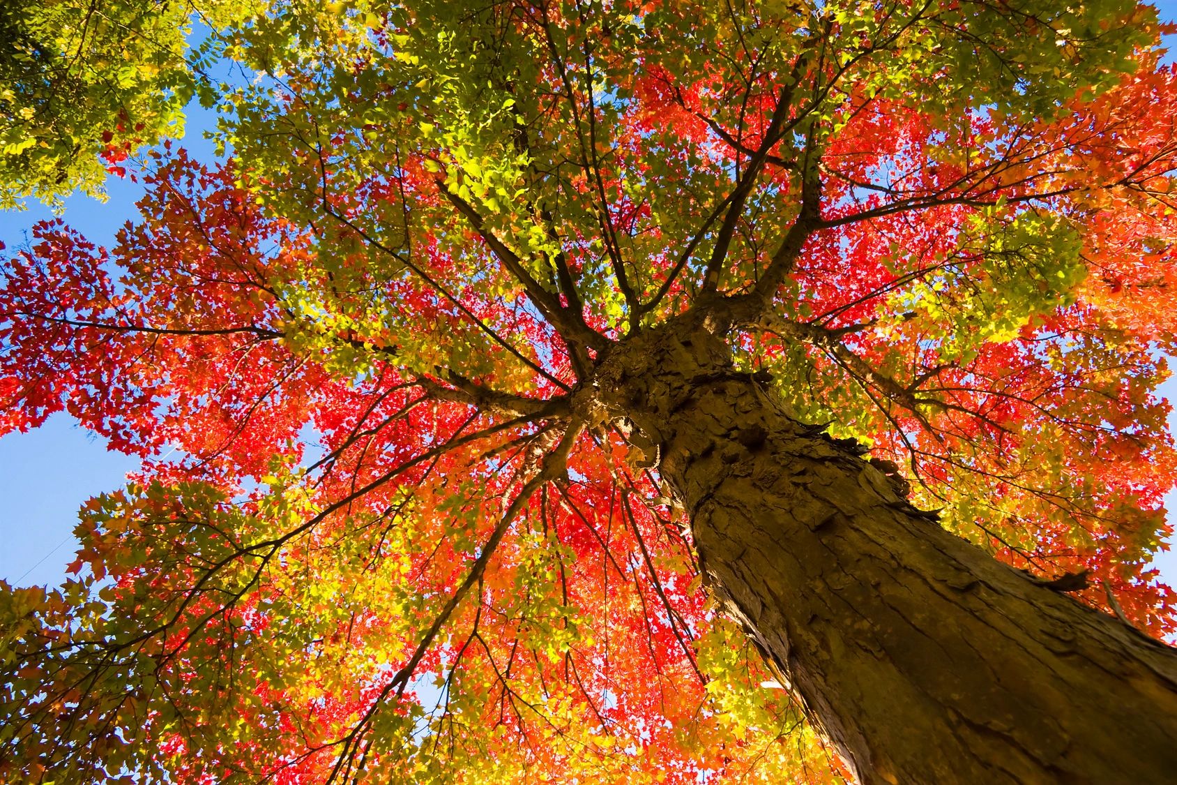 Цвет деревья осенью. Осеннее дерево. Осень деревья. Красивое осеннее дерево. Красочное осенние дерево.