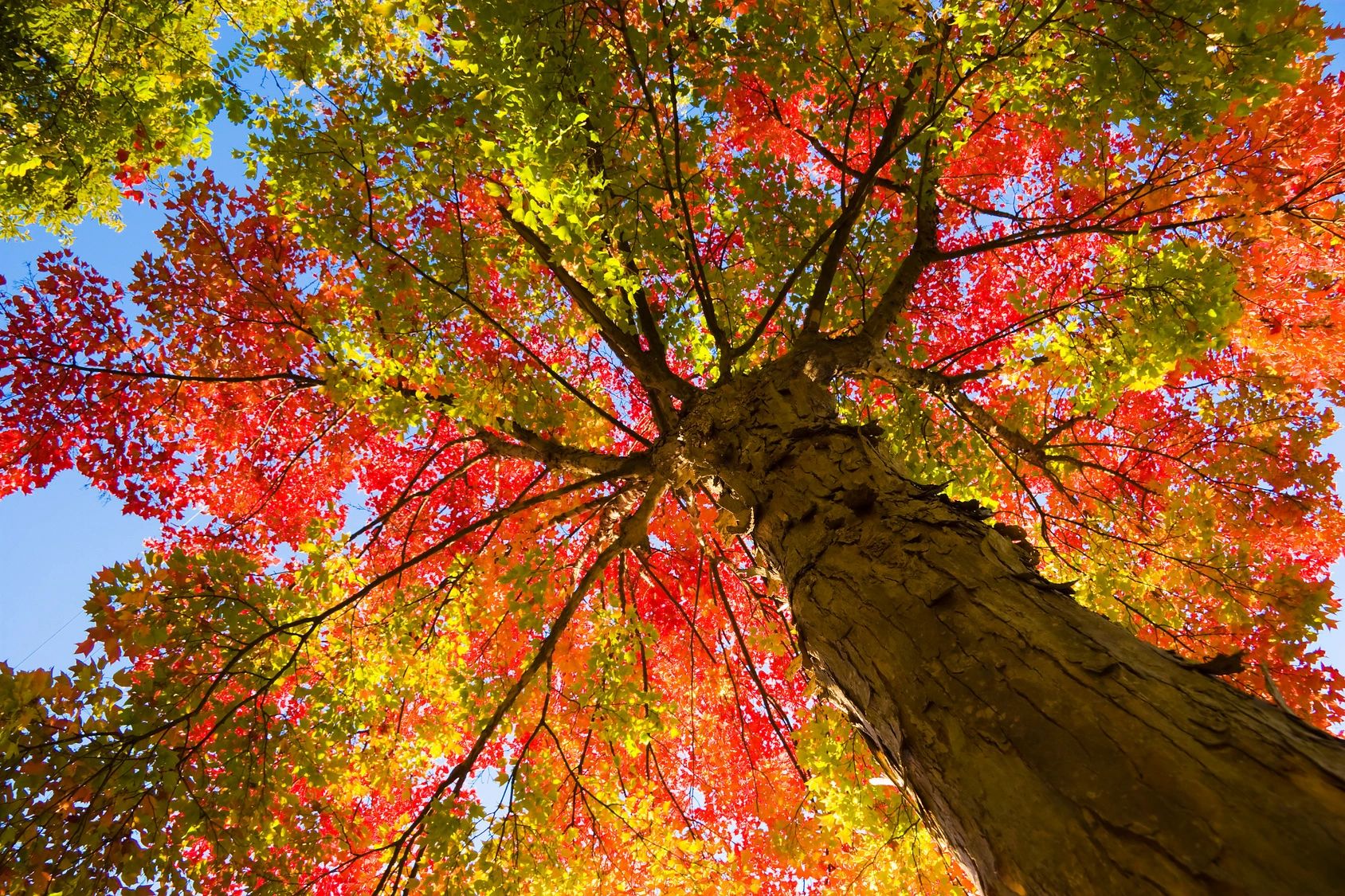 Look at this tree. Осеннее дерево. Красивое осеннее дерево. Красочное осенние дерево. Разноцветная осень.