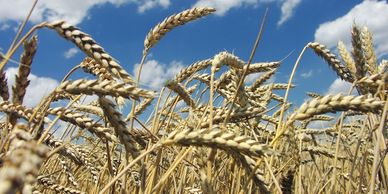 Wheat field