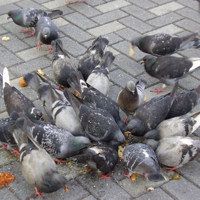 Feral pigeons feeding in London