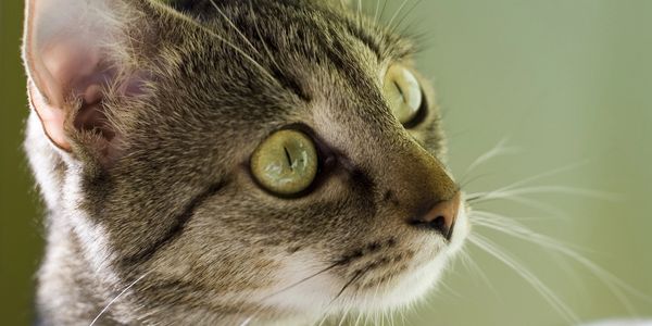 Close-up of a tabby cat's face with green eyes looking to the right.