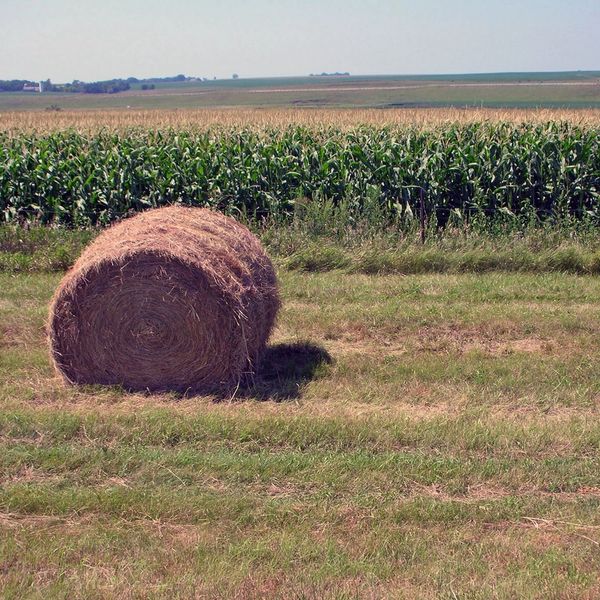 A large hay bale on a grassy field near a cornfield under a clear sky.