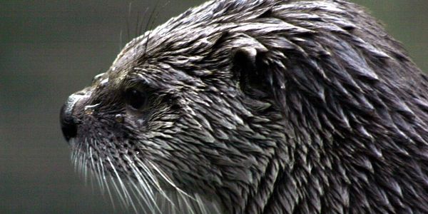Otters can destroy your lake killing all fish and can cause collapsing of banks. 