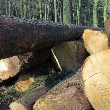 Hardwood Logs waiting to be split into firewood bundles for sale.