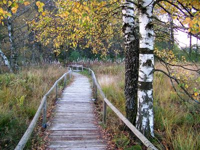 A picture of a boardwalk through trees and nature.