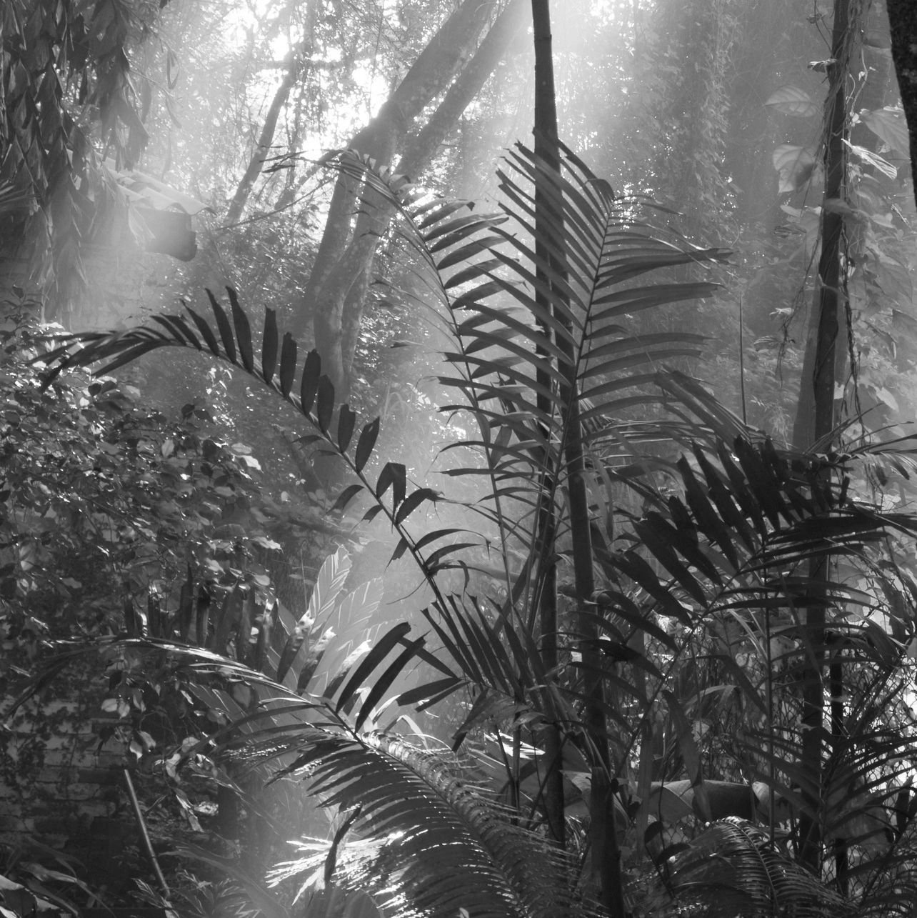 A complex environment in a rainforest