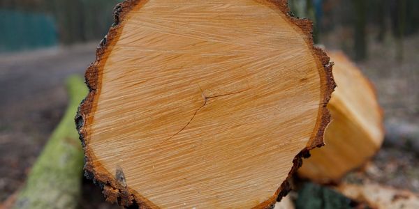 Close-up of a freshly cut tree trunk showing growth rings and rough bark.