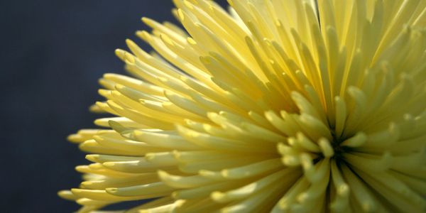 Close-up of a vibrant yellow chrysanthemum flower with soft lighting.