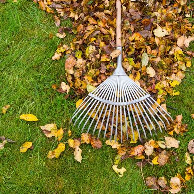 Raking leaves, yard clean-up, yard work, leaf blowing
