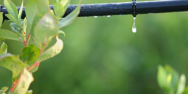 Drip Irrigation