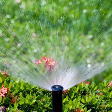 Sprinkler watering plants.