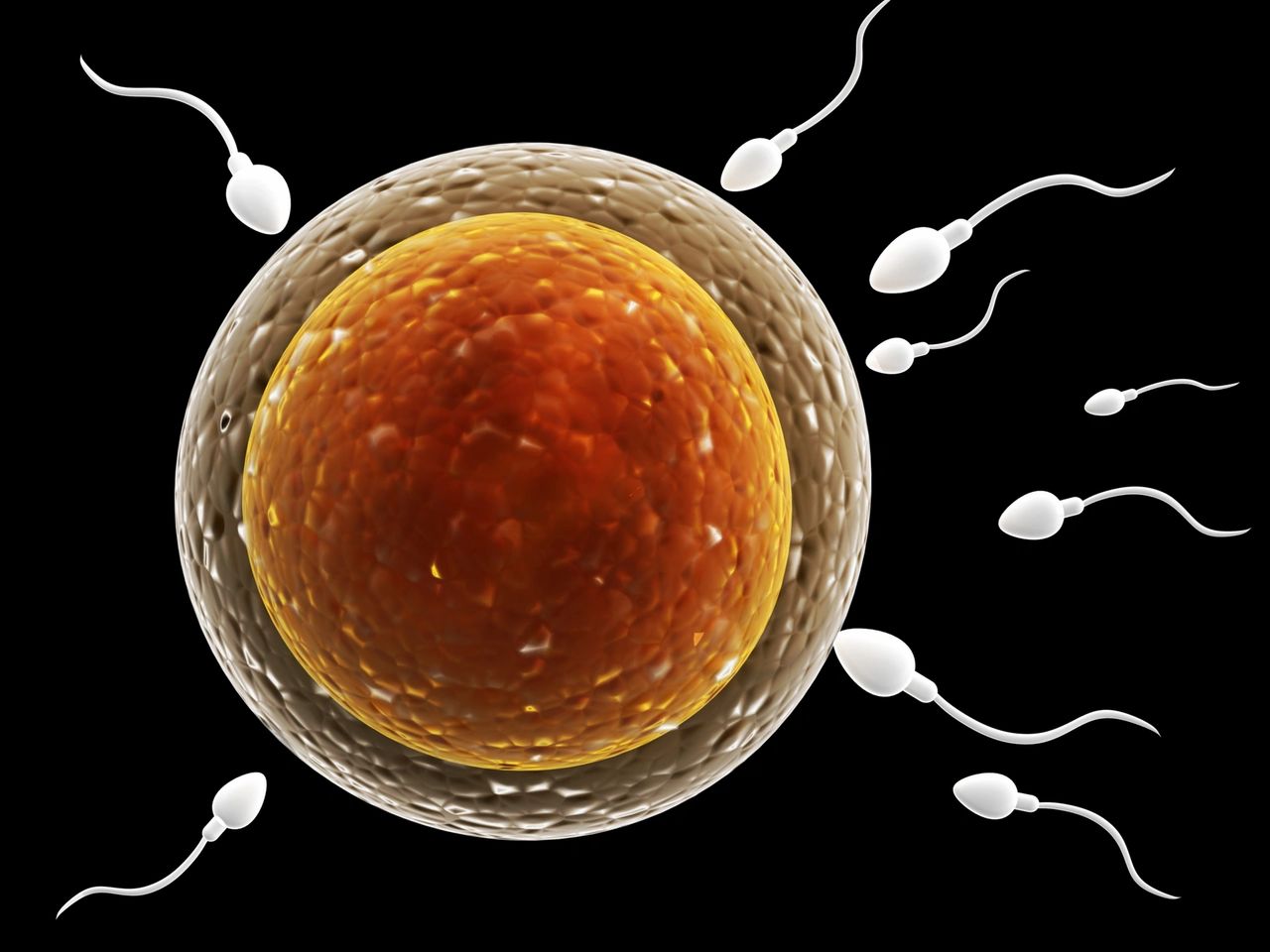 Omega-3 isn’t just for the heart — it can boost sperm quality and fertility too.