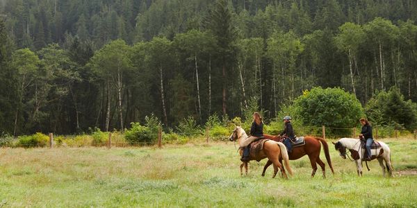 Three people horseback riding in a grassy field near a forest.