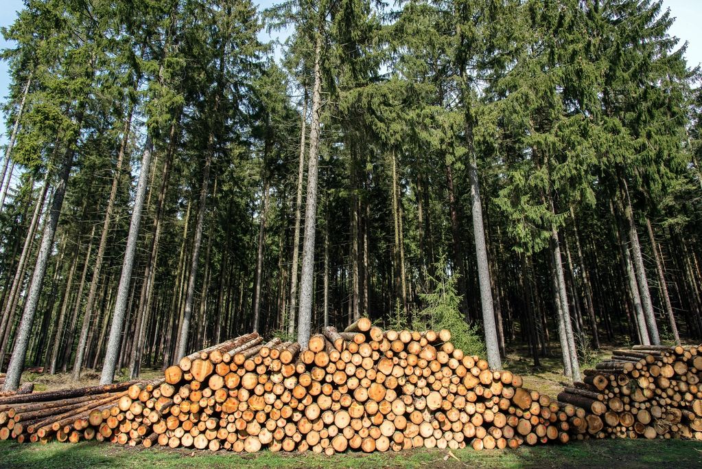 PINE LOGS 