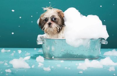 Small dog covered in soap suds sitting in a metal tub.