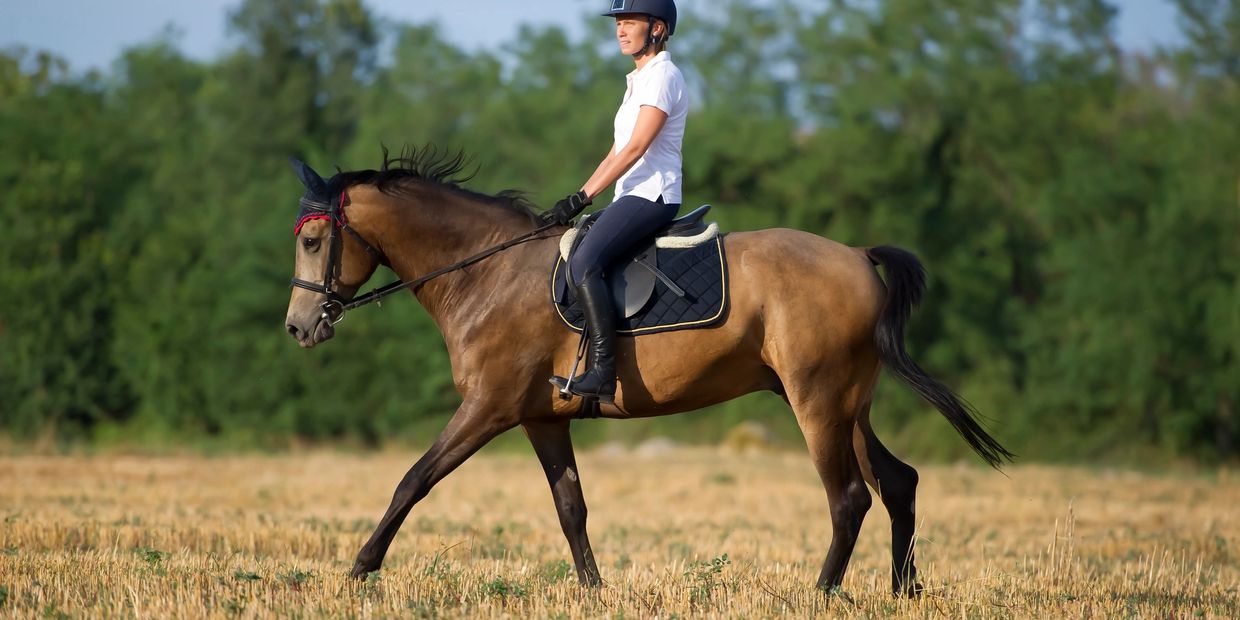 Jersey Equestrian Horses for Sale and Loan