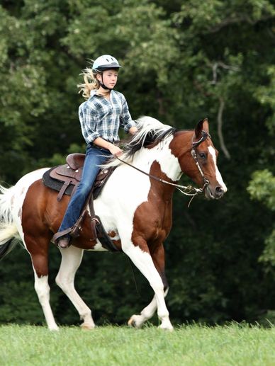 Caballos trotando con jinete en campo