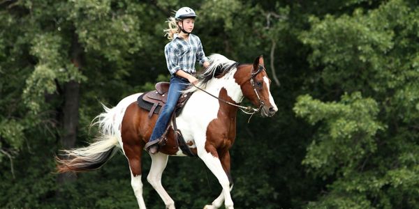 horse training