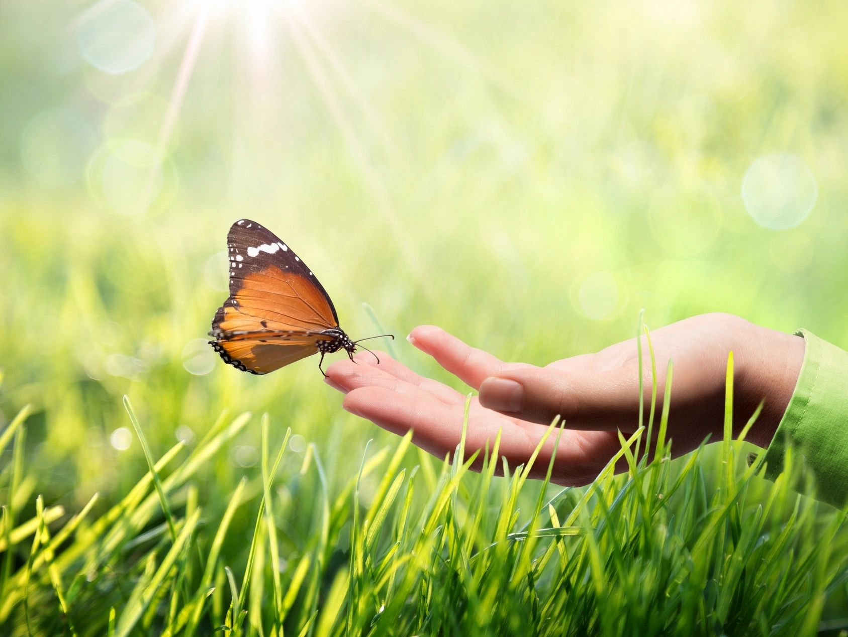 Gently releasing a butterfly into the sky, symbolizing transformation, freedom, and personal growth.