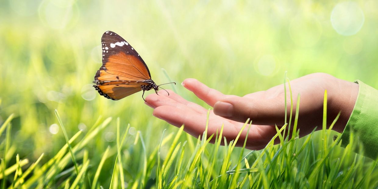 Cloth Diapers & Your Environment Butterfly lands on finger