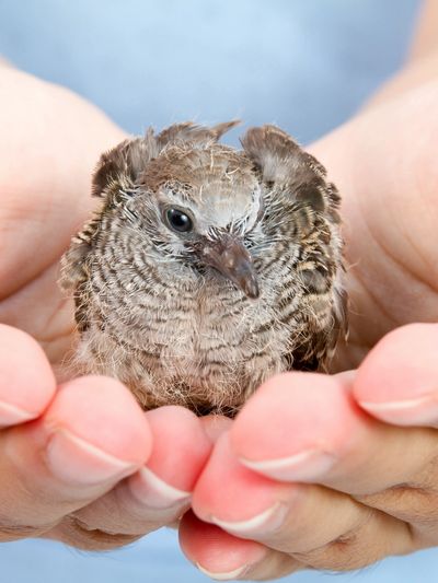 a small bird held in caring hands
