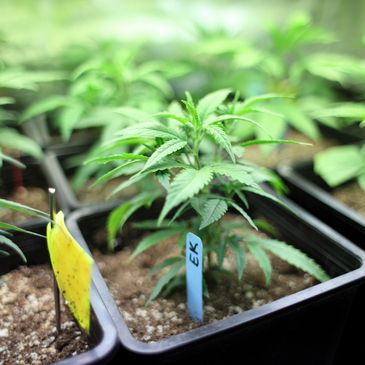 Cannabis plants growing under a light.