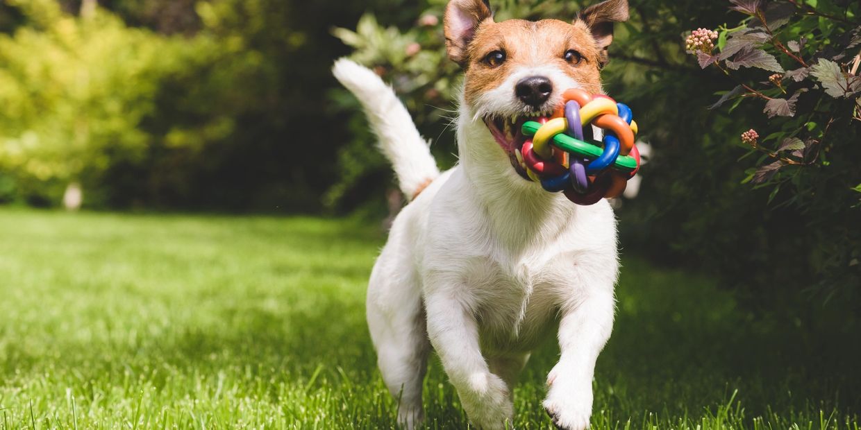 Dog playing outside