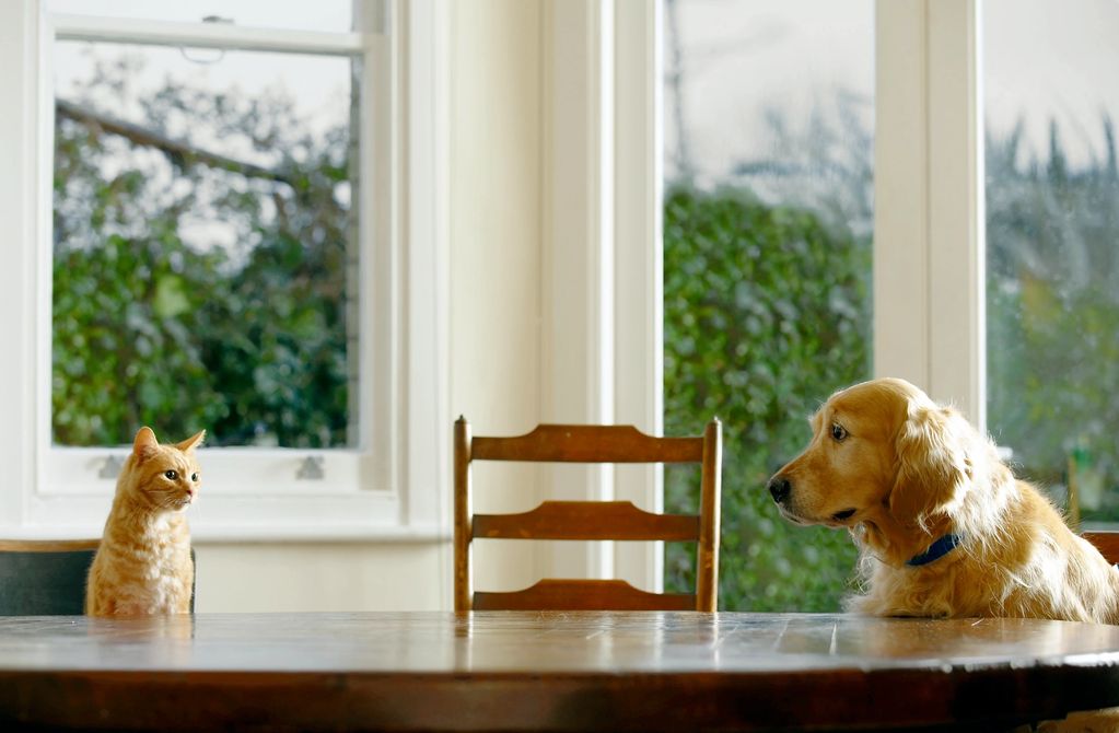 A cat and a dog sitting opposite each other at a wooden table.