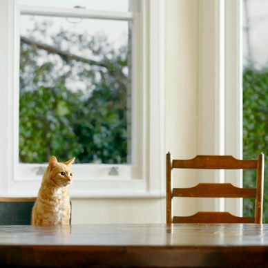 A cat and a dog sitting across from each other at a wooden table indoors.