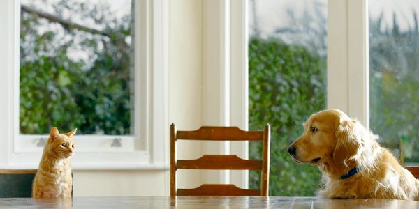 A Golden Retriever looking at a cat sitting across a table. 