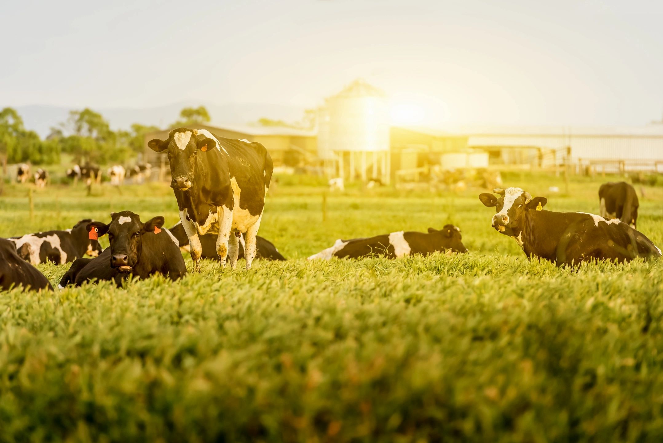 calstardairyservice.com